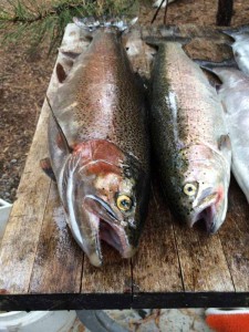 Lake almanor fishing 2014 016